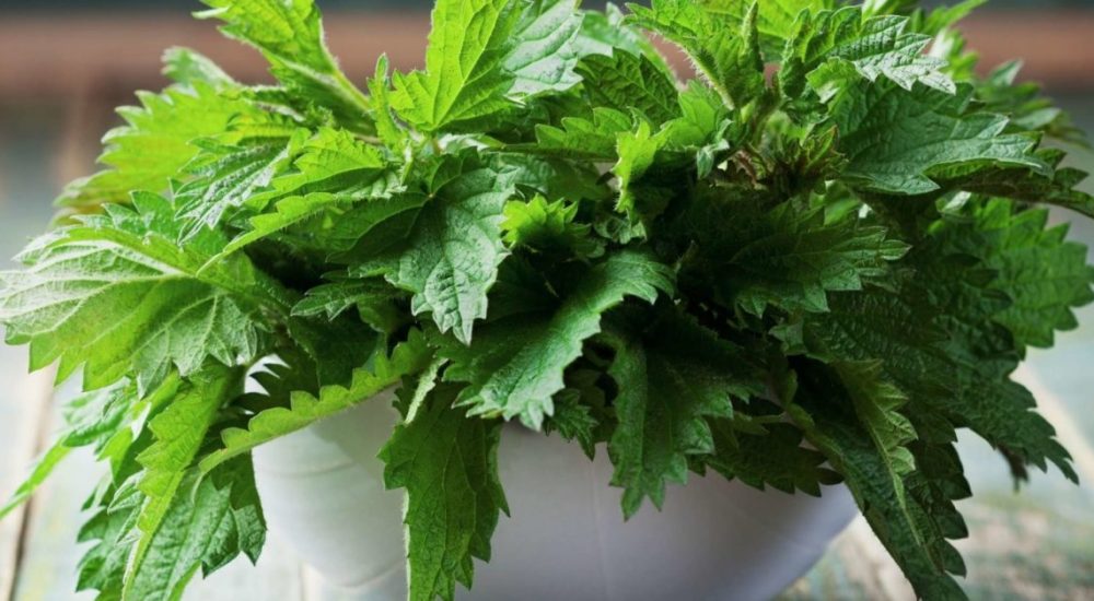 Nettle Leaf Extract: Health Benefits, Dosage, Side Effects And Outcomes